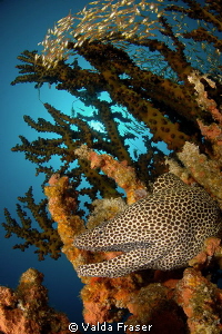 A honeycomb moray in a green tree coral. by Valda Fraser 